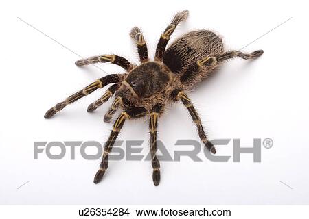 Picture - Tarantula spider, against white background, close-up . Fotosearch