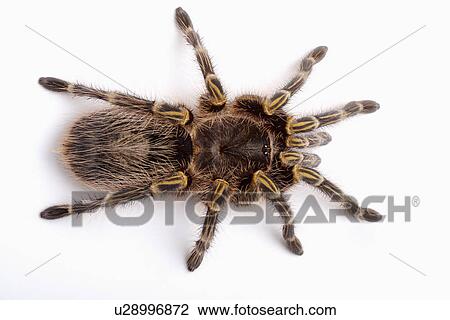 Stock Image - Tarantula spider, against white background, close-up . Fotosearch
