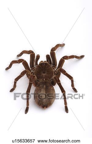 Tarantula spider, against white background, close-up View Large Photo Image Stock Photo - Tarantula spider, against white background, close-up . Fotosearch