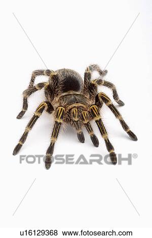 Tarantula spider, against white background, close-up View Large Photo Image Stock Photo - Tarantula spider, against white background, close-up. Fotosearch