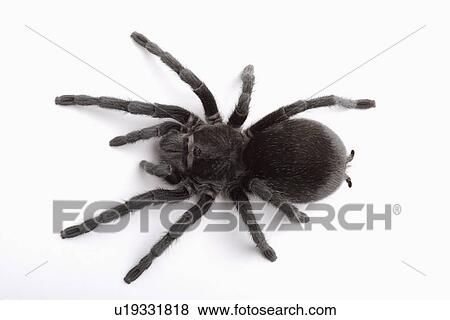 Tarantula spider, against white background, close-up View Large Photo Image Stock Photo - Tarantula spider, against white background, close-up . Fotosearch