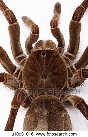 Tarantula spider, against white background, close-up View Large Photo Image Stock Photograph - Tarantula spider, against white background, close-up . Fotosearch