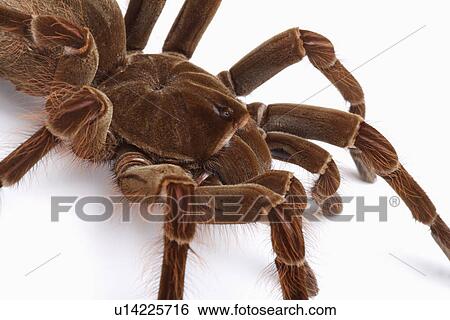 Tarantula spider, against white background, close-up View Large Photo Image Stock Photograph - Tarantula spider, against white background, close-up . Fotosearch