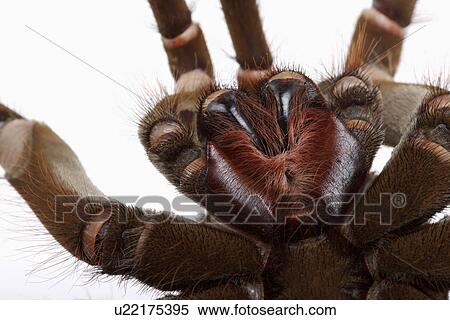 Tarantula spider, against white background, close-up View Large Photo Image Stock Photography - Tarantula spider, against white background, close-up . Fotosearch