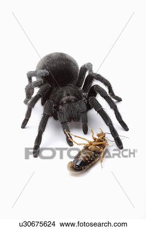 Tarantula spider and cockroach View Large Photo Image Picture - Tarantula spider and cockroach. Fotosearch