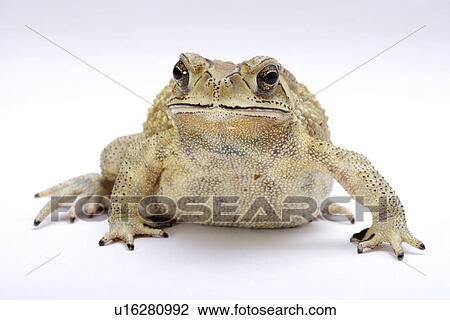 Stock Image - Toad (Bufo Melanostictus), against white background, close-up. Fotosearch