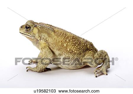 Stock Image - Toad (Bufo Melanostictus), against white background, close-up. Fotosearch