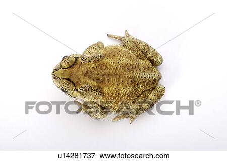 Stock Photo - Toad (Bufo Melanostictus), against white background, close-up. Fotosearch