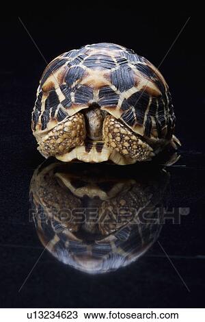 Stock Image - Turtle against black background, close up. Fotosearch