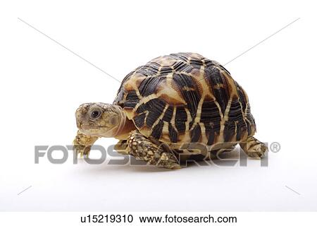 Turtle against white background, close up View Large Photo Image Stock Image - Turtle against white background, close up. Fotosearch