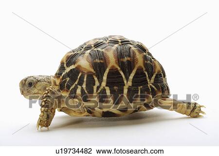Turtle against white background, close up View Large Photo Image Stock Image - Turtle against white background, close up. Fotosearch