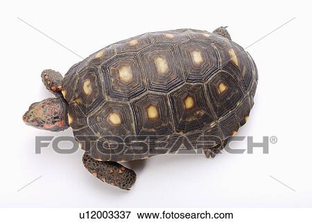 Turtle against white background, close up View Large Photo Image Stock Photo - Turtle against white background, close up. Fotosearch