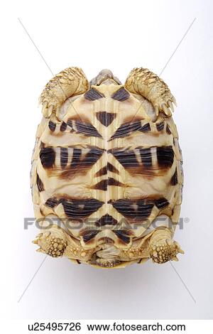 Turtle upside down, close-up, overhead view View Large Photo Image Stock Photograph - Turtle upside down, close-up, overhead view . Fotosearch