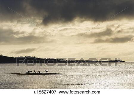 Stock Photo - Cormorants at Taylor Head Prov Park, Nova Scotia, Canada. Fotosearch