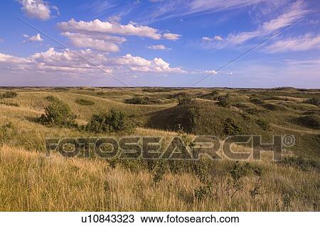 Stabilized dunes and prairie, Great Sand Hills, Southwestern Saskatchewan, Canada View Large Photo Image Stock Image - Stabilized dunes and prairie, Great Sand Hills, Southwestern Saskatchewan, Canada. Fotosearch