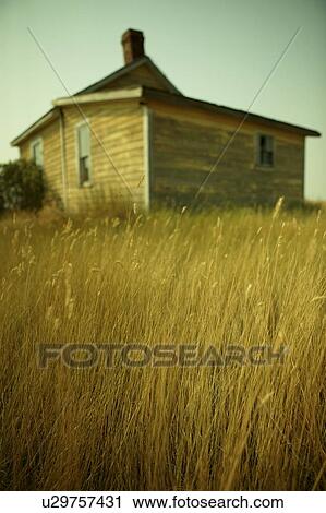 Tall prairie grass by abandoned building in ghost town of Robsart, Saskatchewan, Canada View Large Photo Image Stock Image - Tall prairie grass by abandoned building in ghost town of Robsart, Saskatchewan, Canada. Fotosearch
