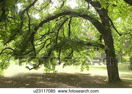 Tree, Poland View Large Photo Image Stock Photography - Tree, Poland. Fotosearch
