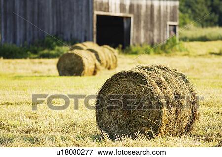 View of hay bales and barn, Bas-Saint-Laurent region, Quebec, Canada View Large Photo Image Stock Photo - View of hay bales and barn, Bas-Saint-Laurent region, Quebec, Canada. Fotosearch