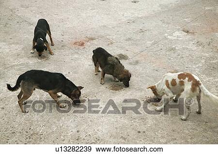 4 dogs eating, Cuba. View Large Photo Image Stock Photo - 4 dogs eating, Cuba.. Fotosearch