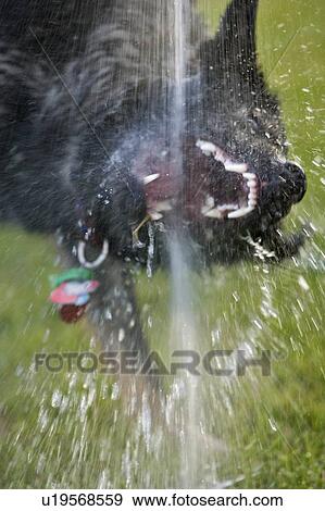 Stock Photo - Black and brown Mixed Breed Dog drinks water from hose above it, Canada, Alberta. Fotosearch