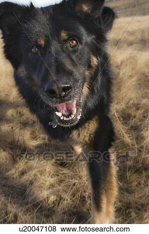 Black and brown mixed Breed Dog walks toward camera, Canada, Alberta View Large Photo Image Stock Photo - Black and brown mixed Breed Dog walks toward camera, Canada, Alberta. Fotosearch