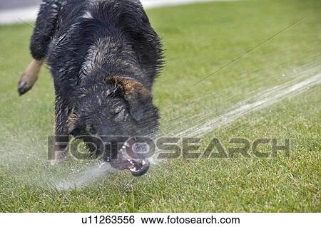 Stock Photograph - Black and brown Mixed Breed Dog with mouth sprayed by water, Canada, Alberta. Fotosearch