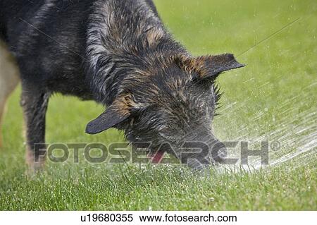 Stock Photography - Black and brown Mixed Breed Dog with mouth sprayed by water, Canada, Alberta. Fotosearch