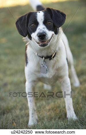 Stock Image - Black and white mixed breed dog looks at camera, Canada, Alberta. Fotosearch
