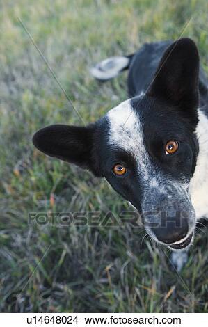 Picture - Black and white mixed breed dog, Canada, Alberta. Fotosearch