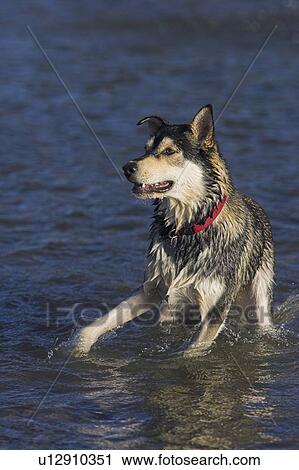 Stock Image - Black and white mixed breed dog catching a ball in the water, Canada, Alberta. Fotosearch