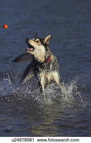 Black and white mixed breed dog catching a ball in the water, Canada, Alberta View Large Photo Image Stock Image - Black and white mixed breed dog catching a ball in the water, Canada, Alberta. Fotosearch