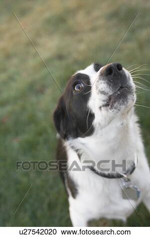 Stock Image - Black and white mixed breed dog howling, Canada, Alberta. Fotosearch