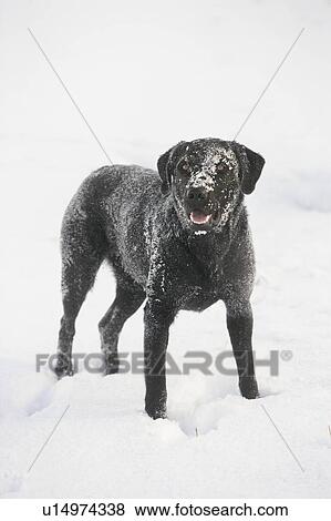 Stock Photo - Black dog in snow, Canada, Alberta. Fotosearch
