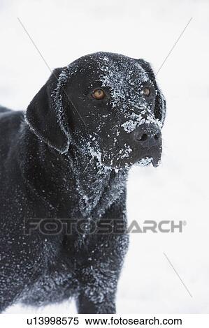 Black dog in snow, Canada, Alberta View Large Photo Image Stock Photography - Black dog in snow, Canada, Alberta. Fotosearch