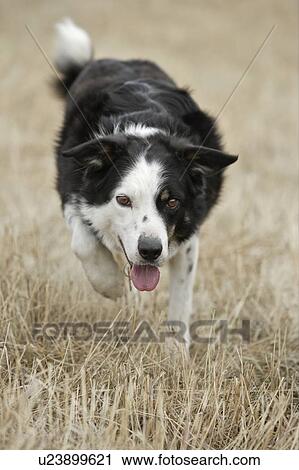 Stock Image - Border Collie - Alberta Canada. Fotosearch