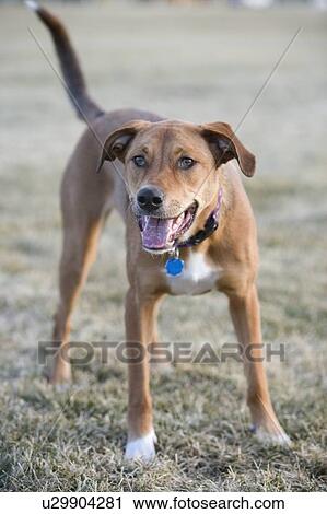 Brown mixed breed dog ready to play, Canada, Alberta View Large Photo Image Stock Image - Brown mixed breed dog ready to play, Canada, Alberta. Fotosearch