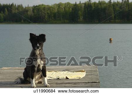 Picture - Dog at Katherine Lake, Canada, Manitoba, Riding Mountain National Park. Motor boats are not allowed on Katherine Lake.. Fotosearch