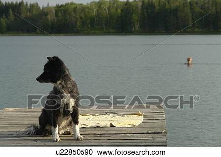 Stock Image - Dog at Katherine Lake, Canada, Manitoba, Riding Mountain National Park. Motor boats are not allowed on Katherine Lake.. Fotosearch