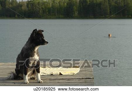 Stock Photography - Dog at Katherine Lake; Canada, Manitoba, Riding Mountain National Park. Motor boats are not allowed on Katherine Lake.. Fotosearch