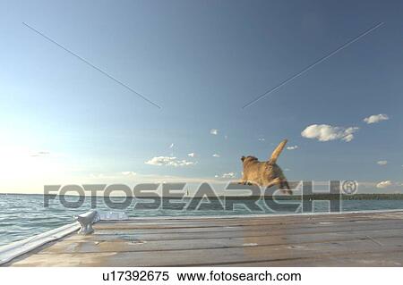 Stock Photography - Dog chasing stick off dock Clear Lake; Canada, Manitoba, Riding Mountain National Park. Fotosearch