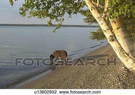 Dog drinking from Clear Lake; Canada, Manitoba, Riding Mountain National Park View Large Photo Image Stock Image - Dog drinking from Clear Lake; Canada, Manitoba, Riding Mountain National Park. Fotosearch