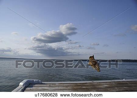 Stock Photo - Dog going of dock after stick, Clear Lake, Canada, Manitoba, Riding Mountain National Park. Fotosearch