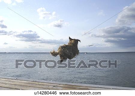 Stock Photograph - Dog going of dock after stick, Clear Lake, Canada, Manitoba, Riding Mountain National Park. Fotosearch