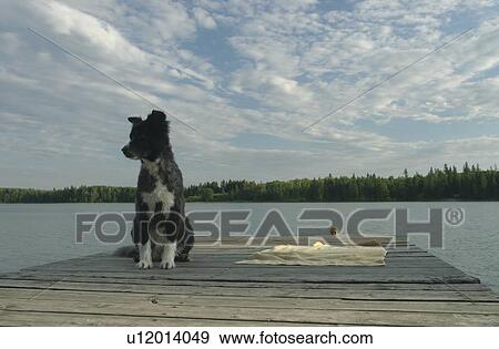 Stock Photo - Dog in foreground with 45 year old woman swimming in Katherine L. No motor boats allowed.; Canada, Manitoba, Riding Mountain National Park. Fotosearch