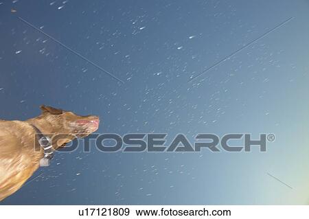 Stock Photo - Dog leaping after stick into Clear Lake; Canada, Manitoba, Riding Mountain National Park. Fotosearch
