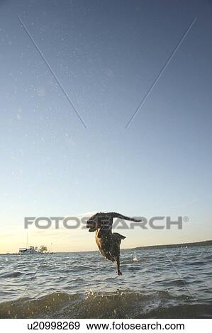 Stock Photo - Dog leaping after stick into Clear Lake; Canada, Manitoba, Riding Mountain National Park. Fotosearch