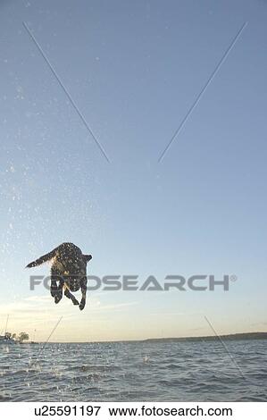 Stock Photo - Dog leaping after stick into Clear Lake; Canada, Manitoba, Riding Mountain National Park. Fotosearch