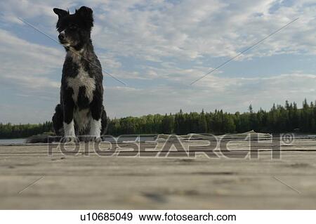 Stock Photo - Dog on dock at Lake Katherine, no motor boats allowed.; Canada, Manitoba, Riding Mountain National Park. Fotosearch