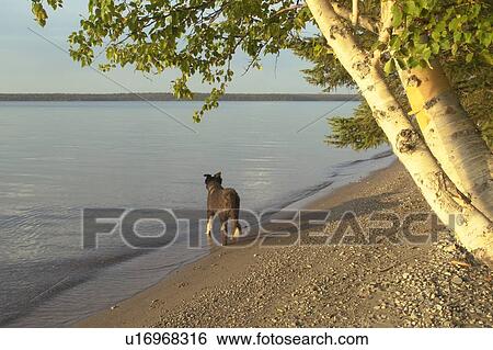 Stock Photograph - Dog on shore of Clear Lake.; Canada, Manitoba, Riding Mountain National Park. Fotosearch
