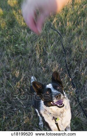 Stock Image - Hand holding treat for black and white mixed breed dog, Canada, Alberta. Fotosearch